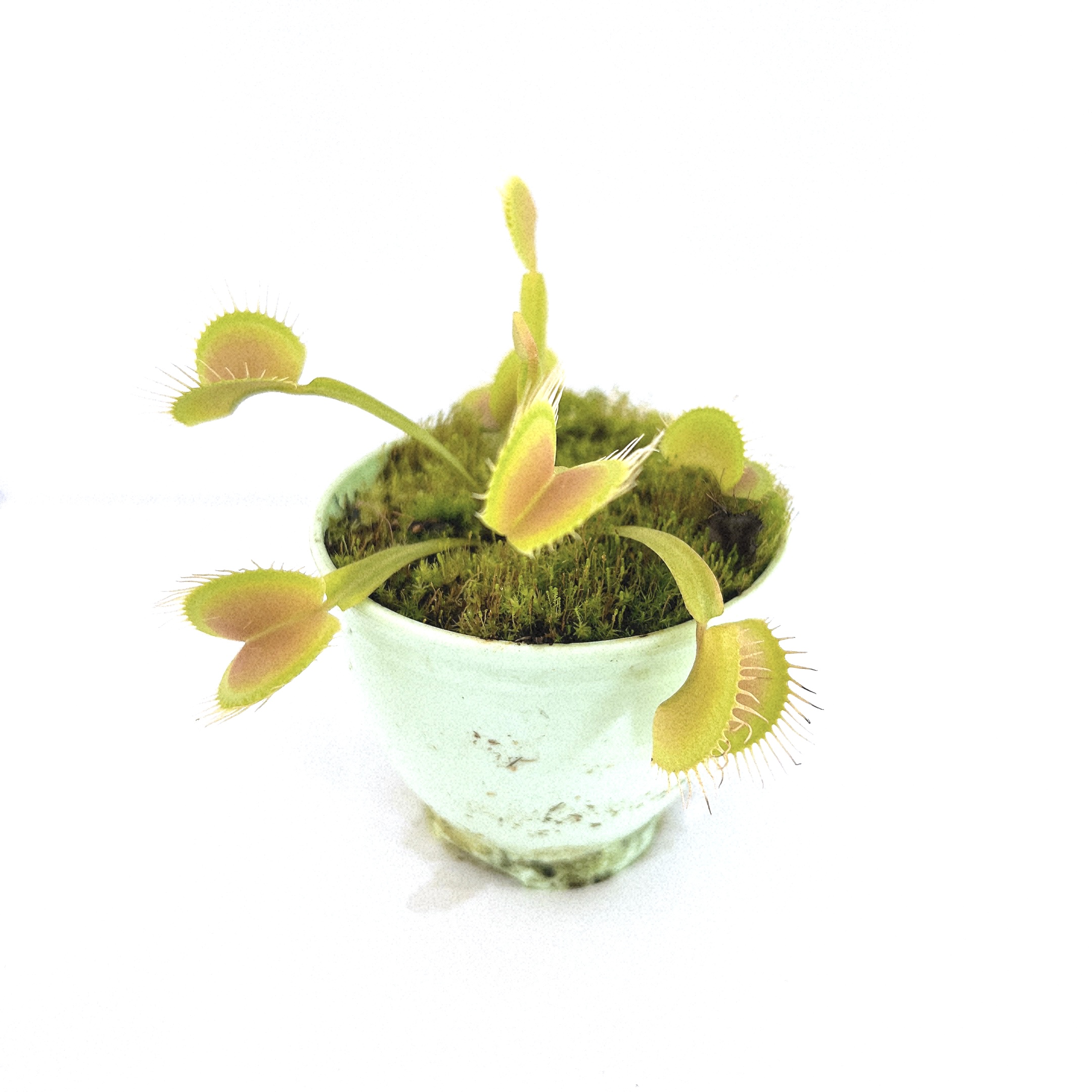 ونوس حشره خوار D